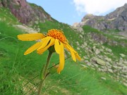 32 Arnica montana 